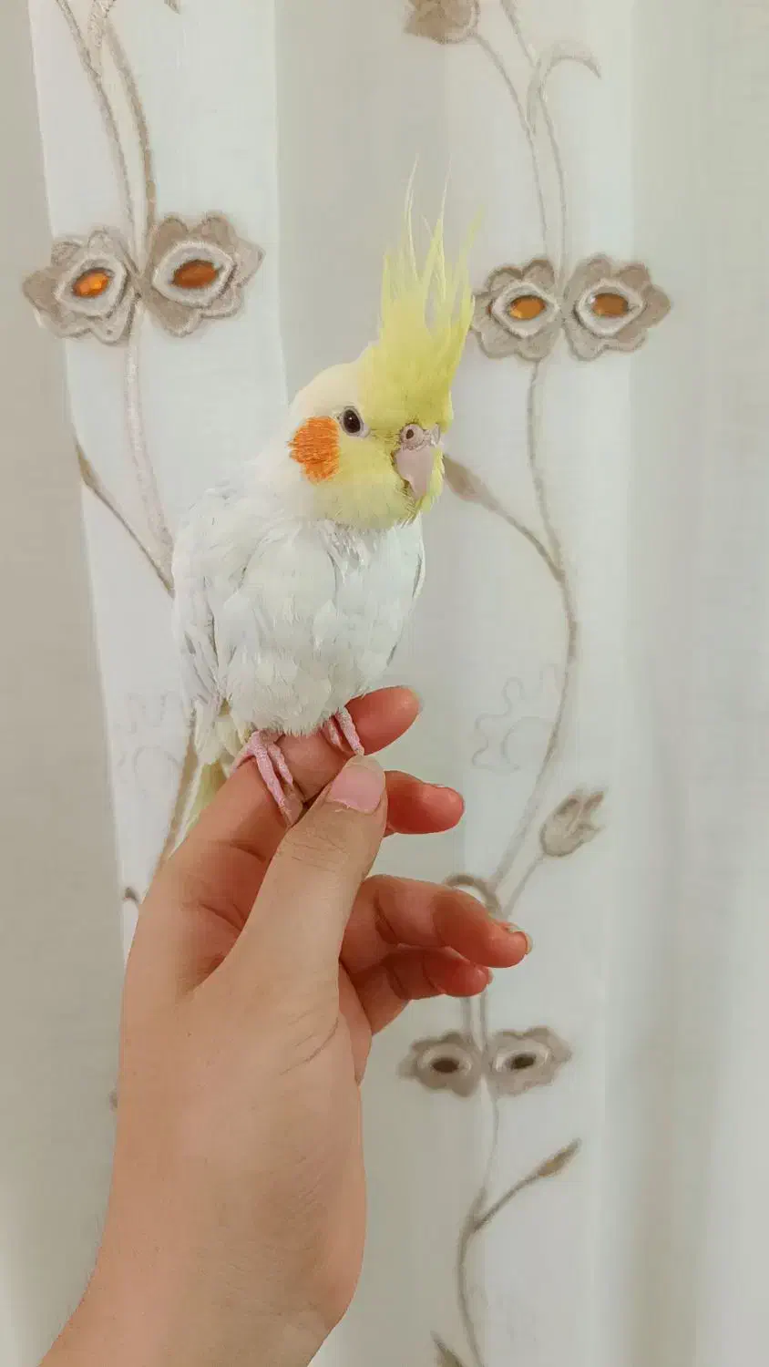 عروس هلندی|پرنده|طرقبه, |دیوار