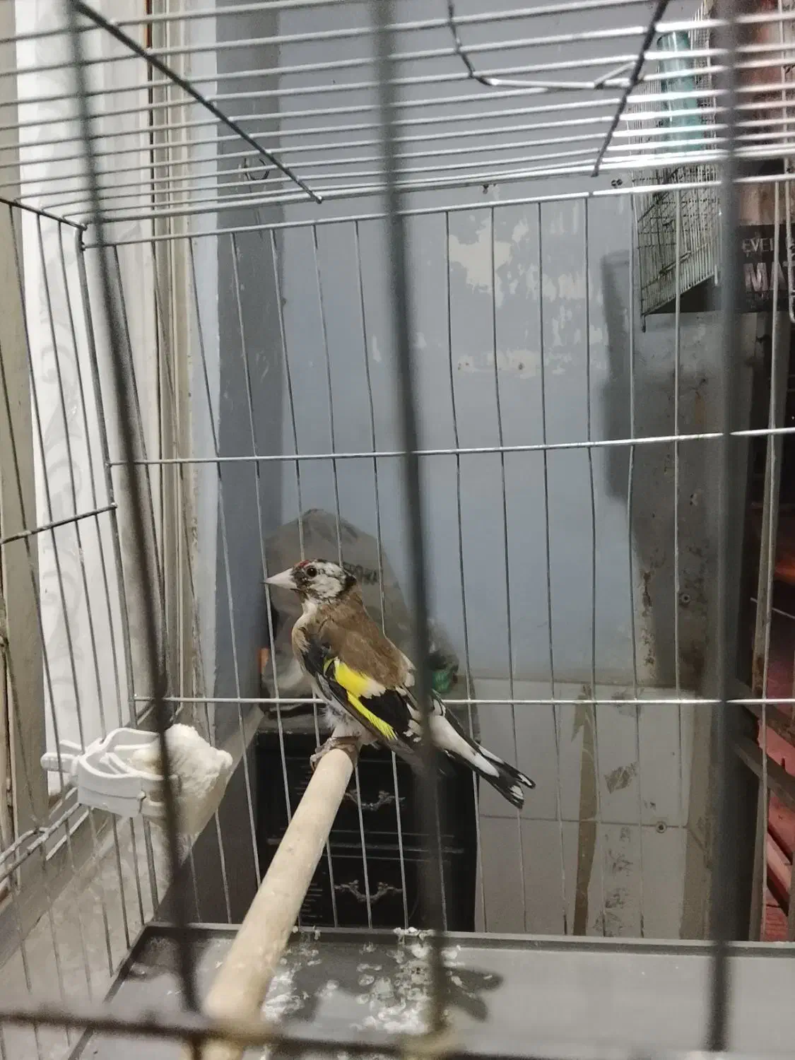 سهره|پرنده|محمدشهر, محمدشهر|دیوار