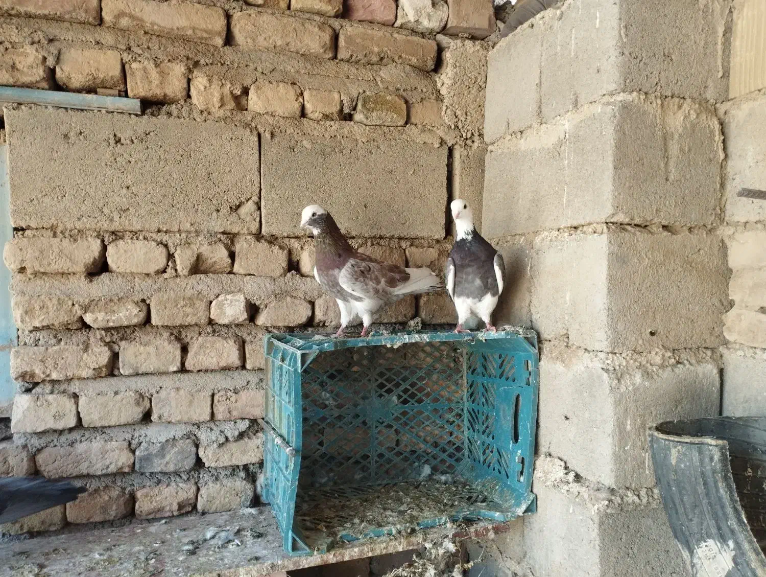 کفتر پرشی عالی درجه یک|پرنده|بکتاش, |دیوار