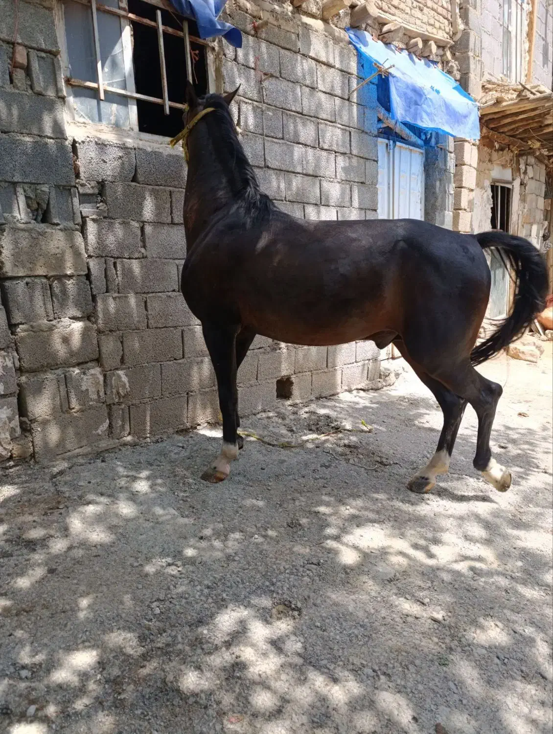 اسب کورد شش ساله..|اسب و تجهیزات اسب‌سواری|سنندج, |دیوار