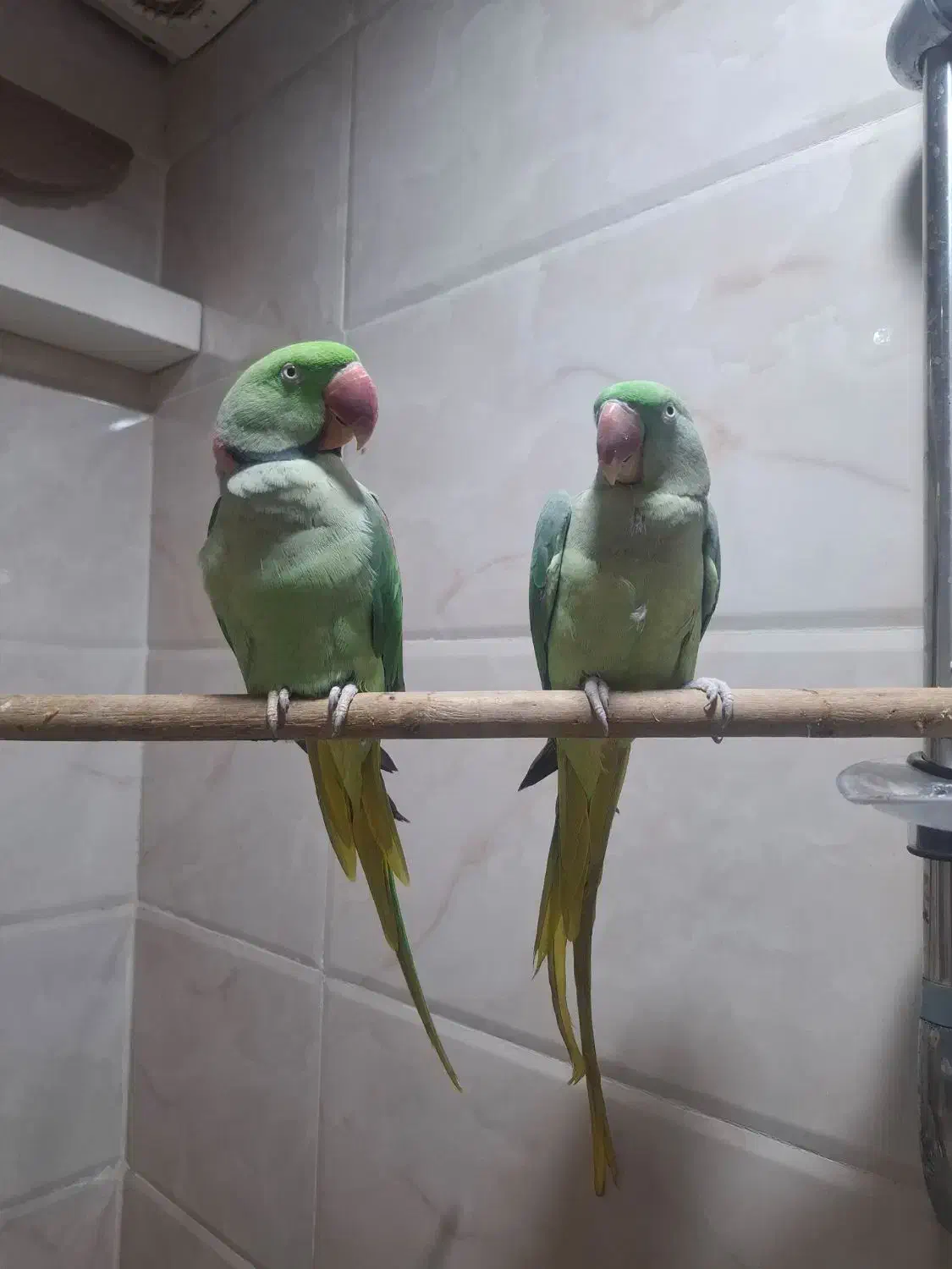 شاه طوطی جفت نرو ماده|پرنده|بندر ماهشهر, |دیوار