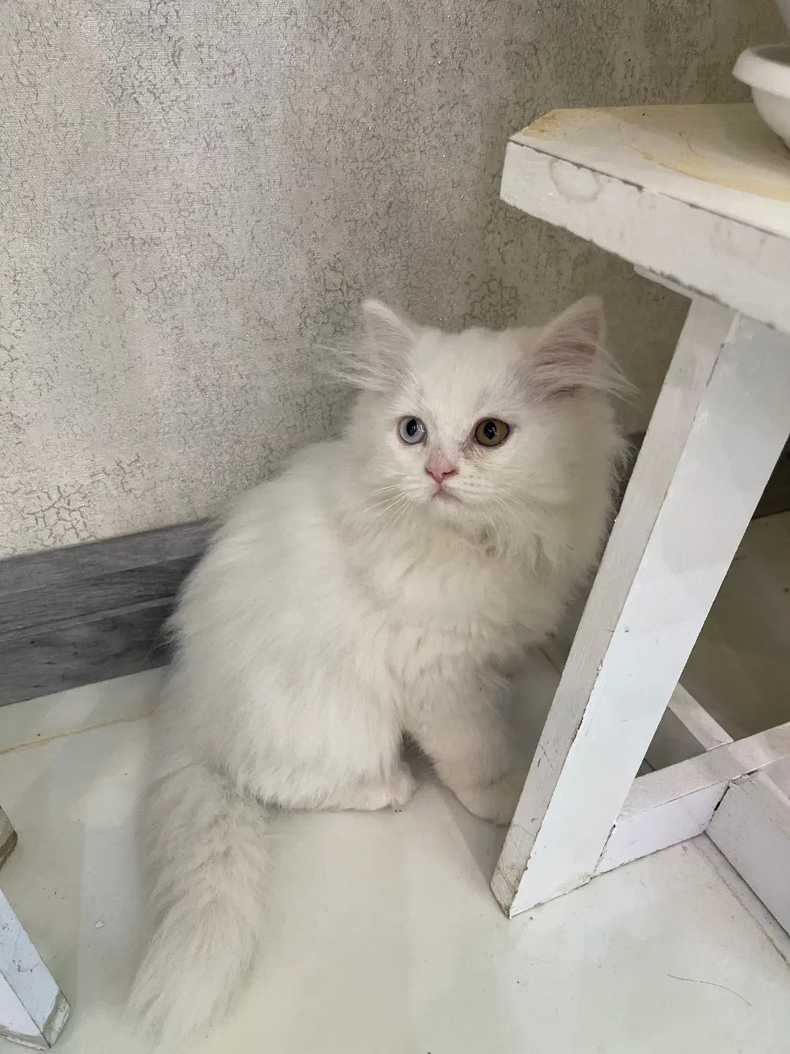 گربه اسکاتیش|گربه|شیراز, تپه تلویزیون|دیوار