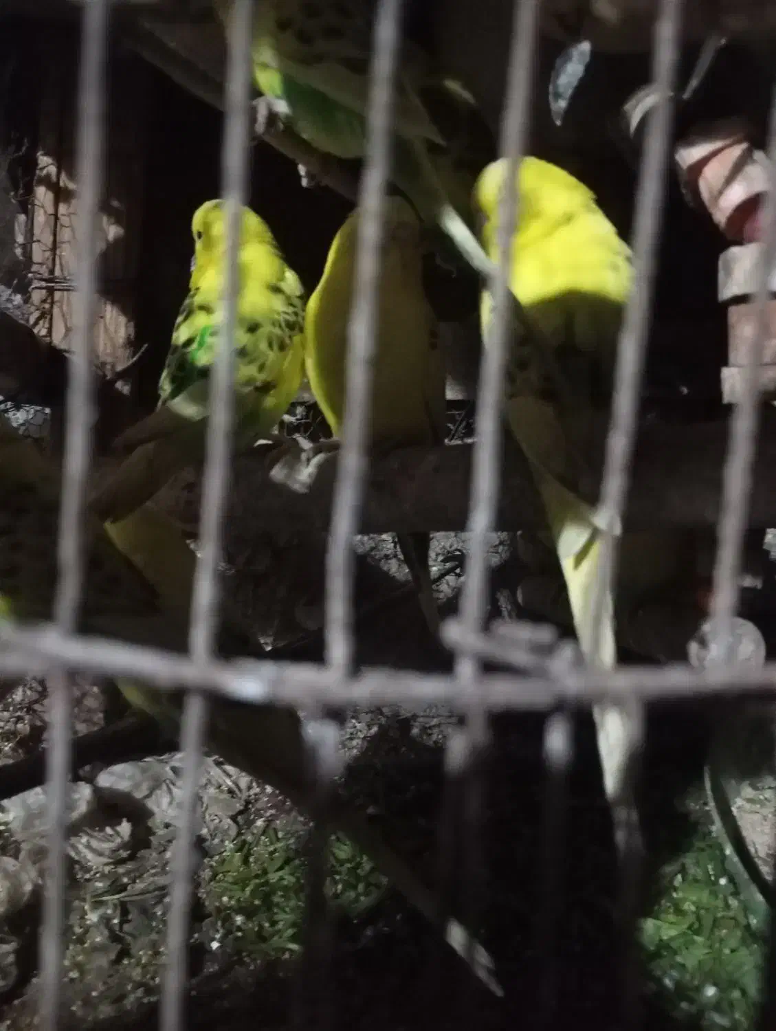 مرغ عشق|پرنده|میناب, |دیوار