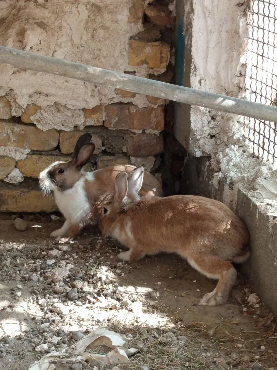 فروش یک جفت خرگوش سالم ۸۰۰|موش و خرگوش|میناب, |دیوار