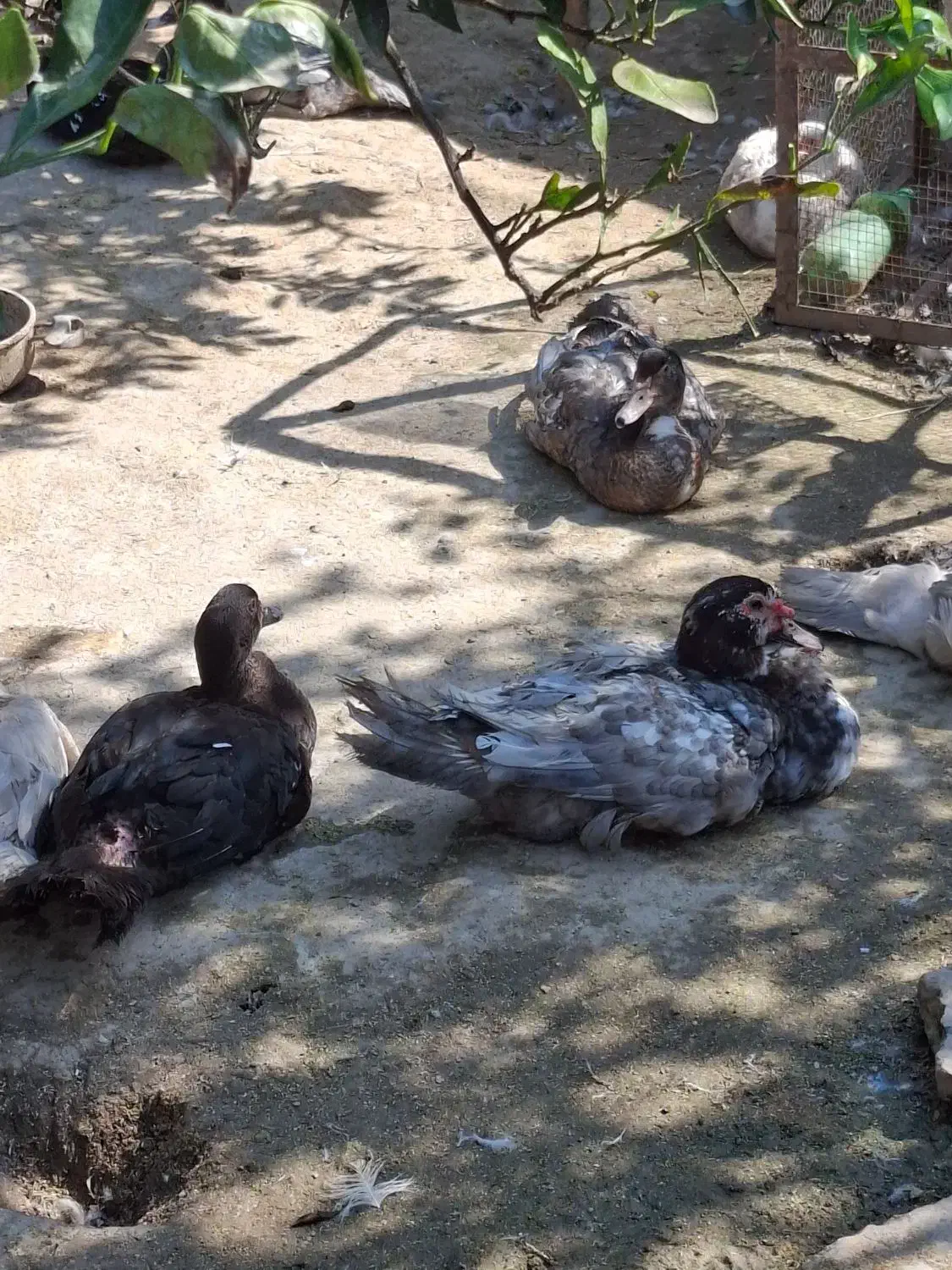 اردک طوسی و مشکی و دودی|حیوانات مزرعه|آمل, |دیوار