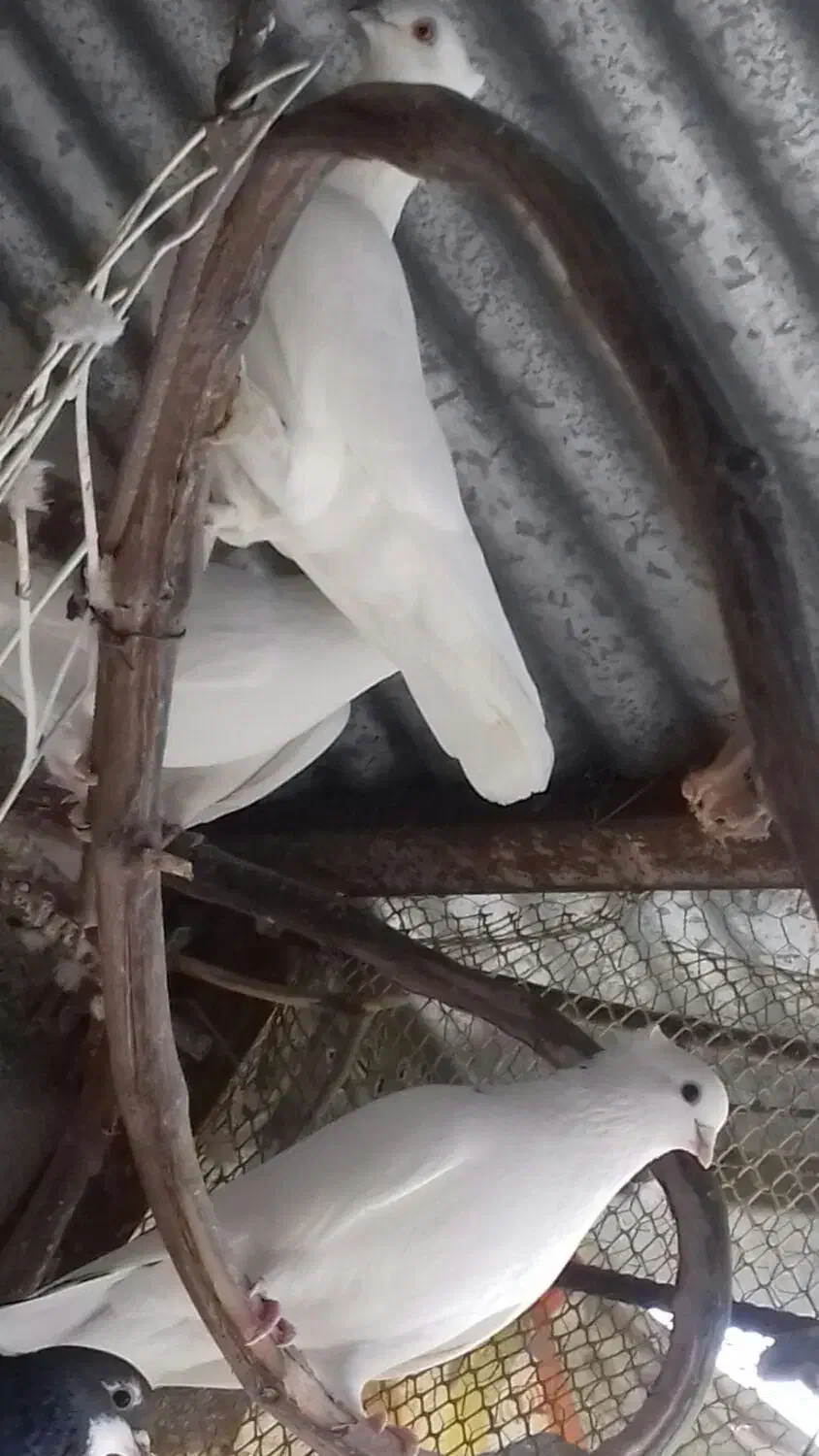 فروش کبوتر|پرنده|کردکوی, |دیوار