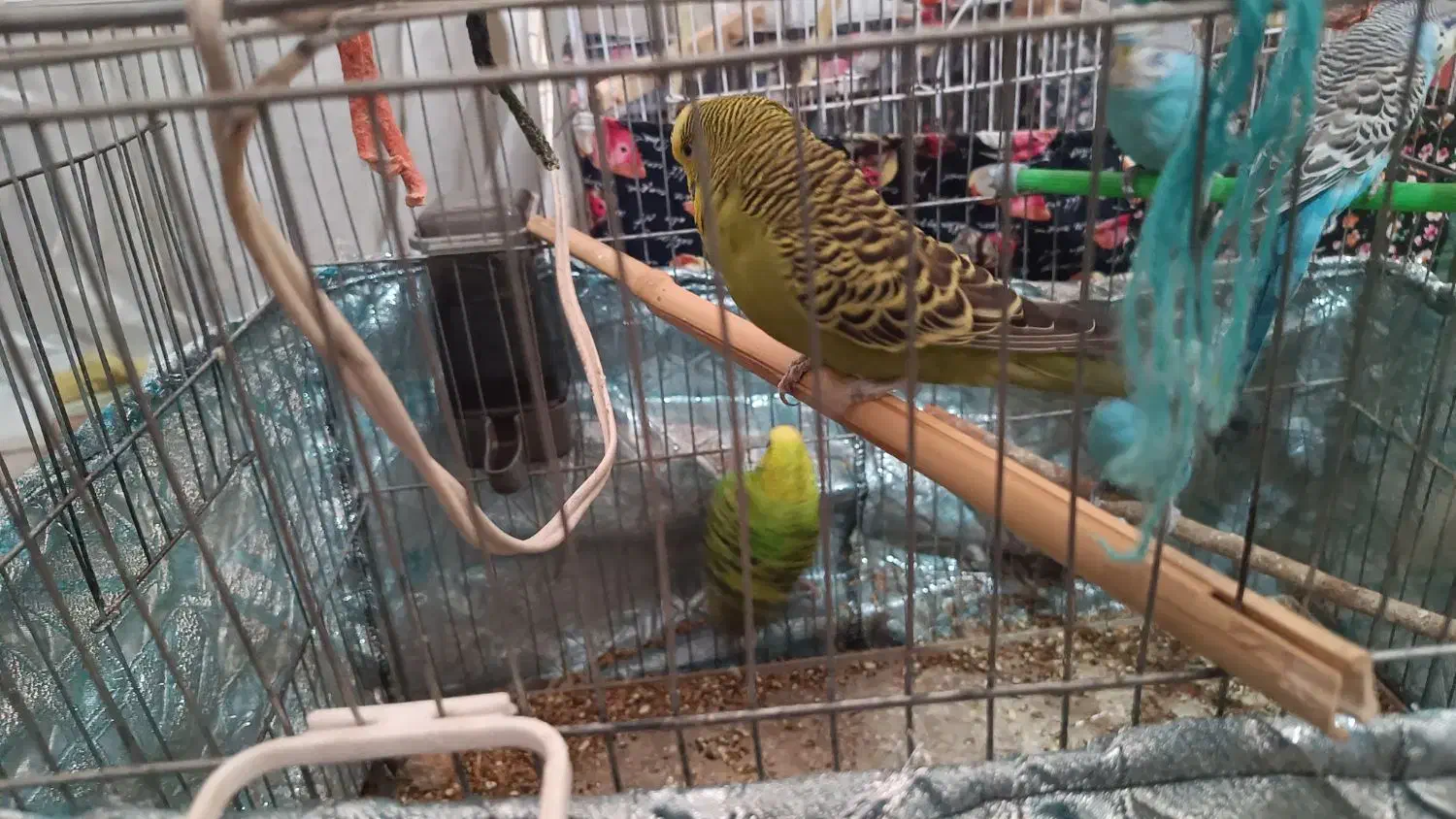 مرغ عشق|پرنده|تهران, شهرک ابوذر|دیوار