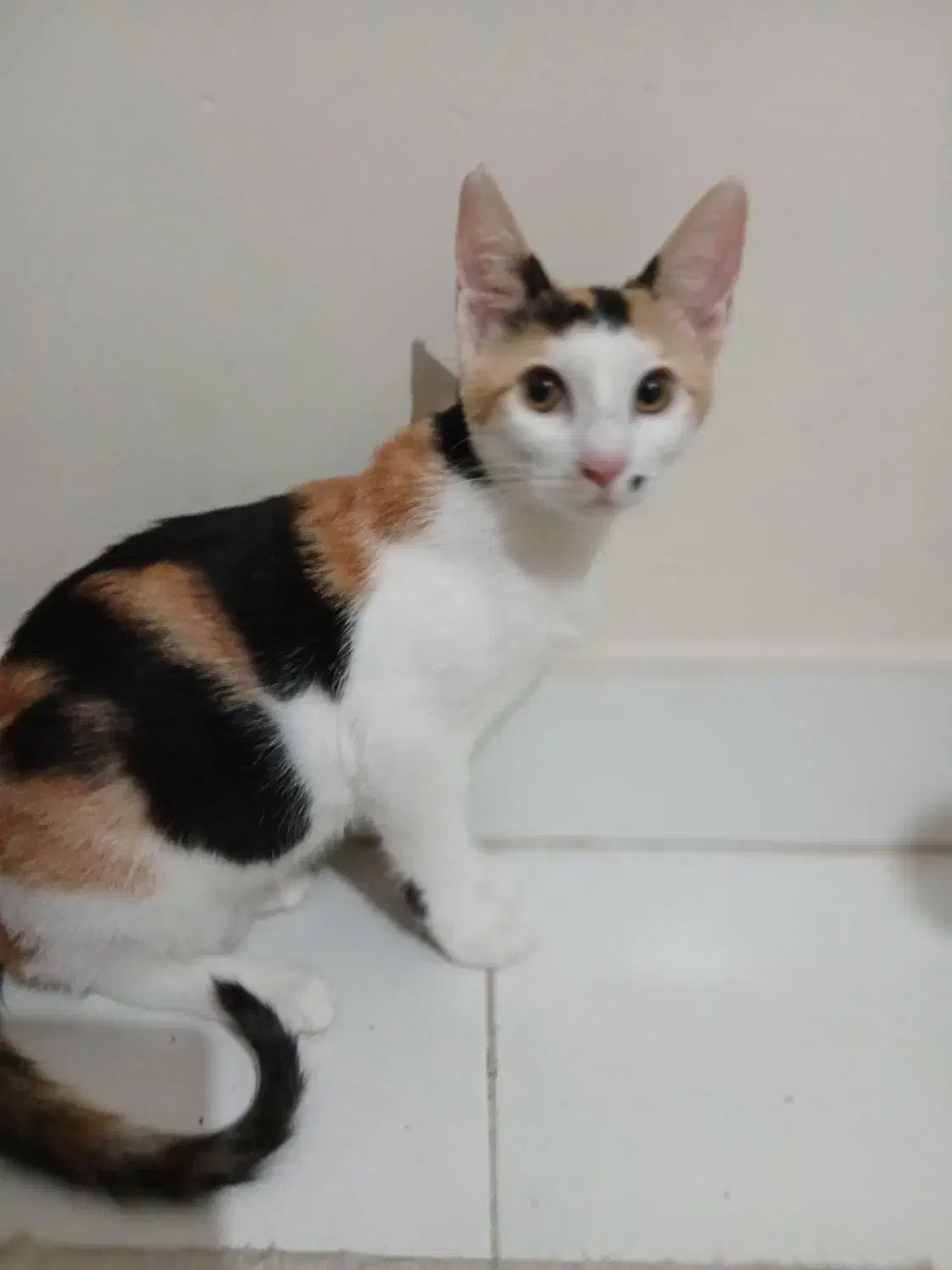 واگذاری رایگان گربه|گربه|بندرعباس, |دیوار