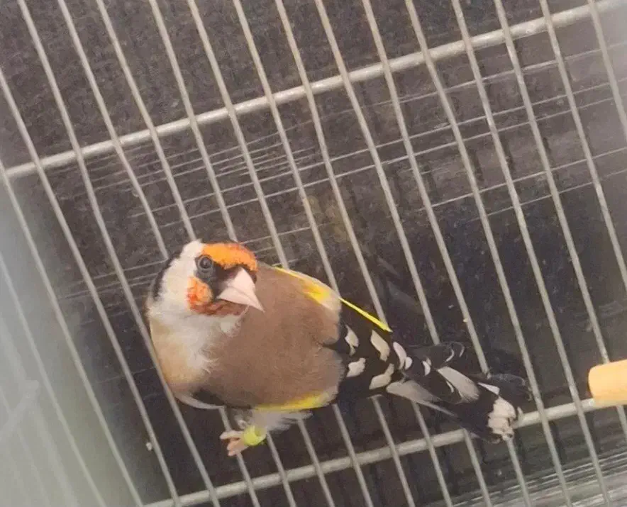 سهره|پرنده|سرپل ذهاب, |دیوار