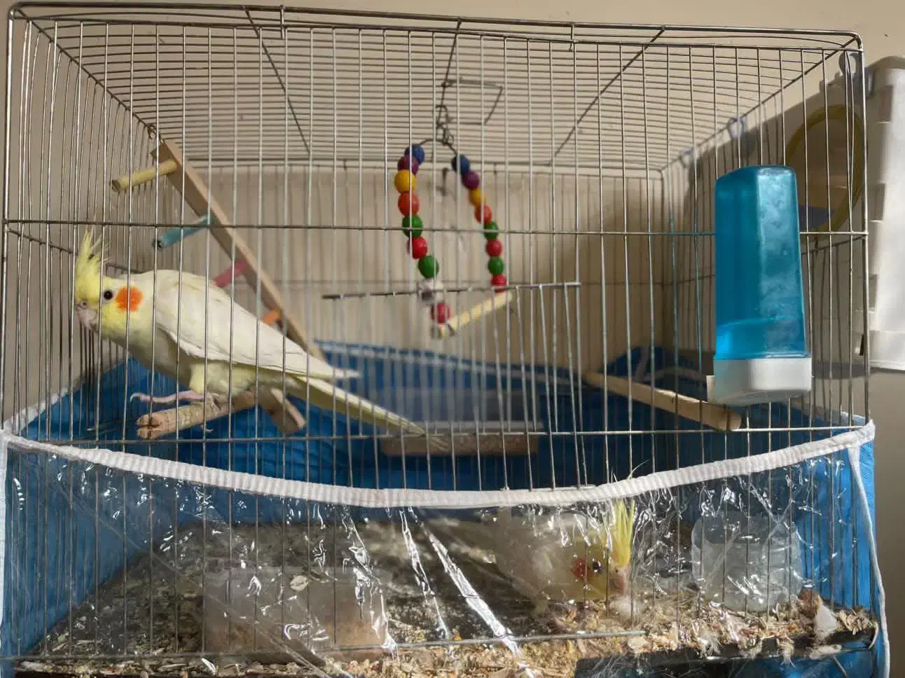 عروس هلندی|پرنده|سبزوار, پاسداران|دیوار