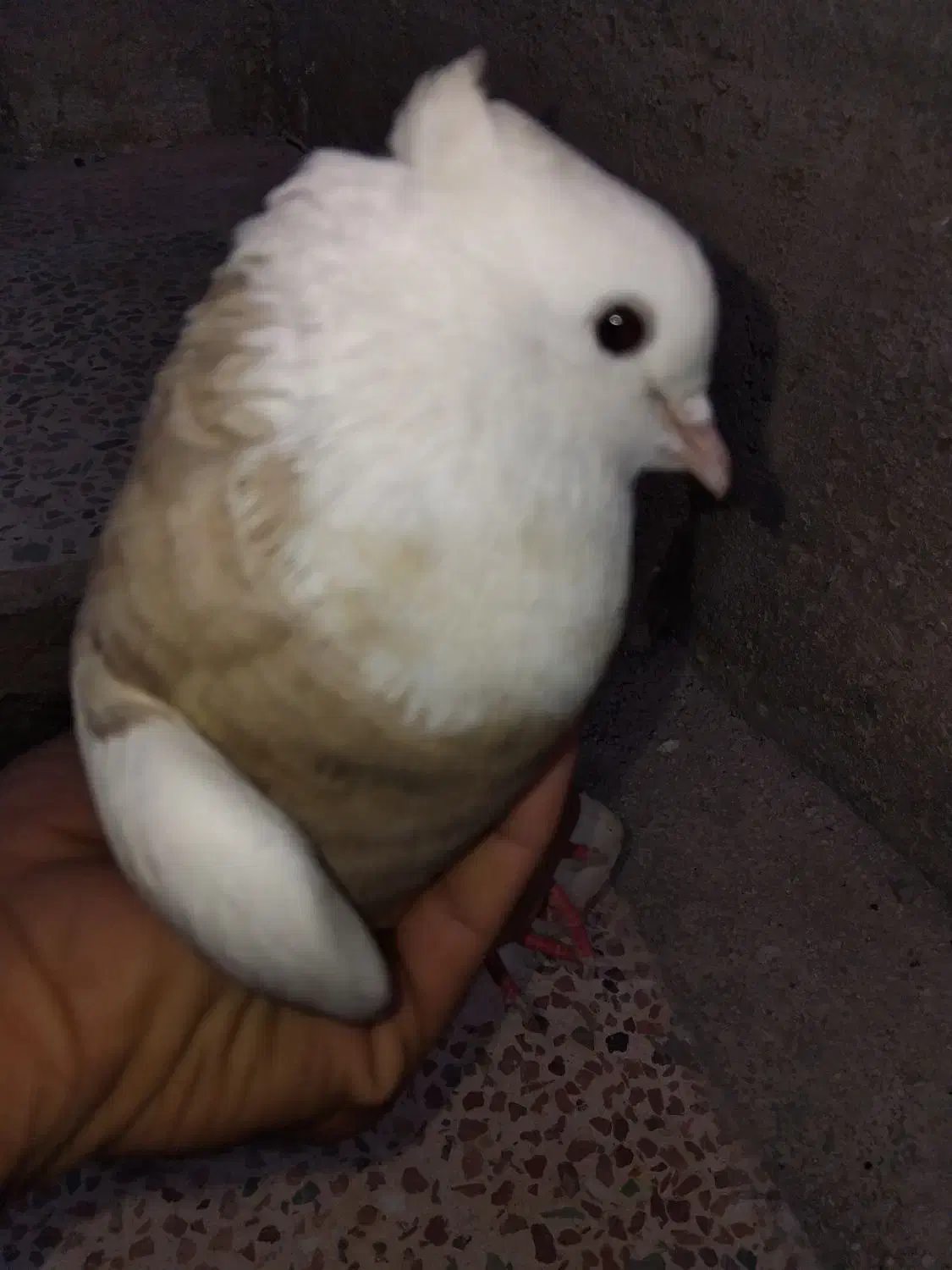 طوقی|پرنده|بهبهان, |دیوار