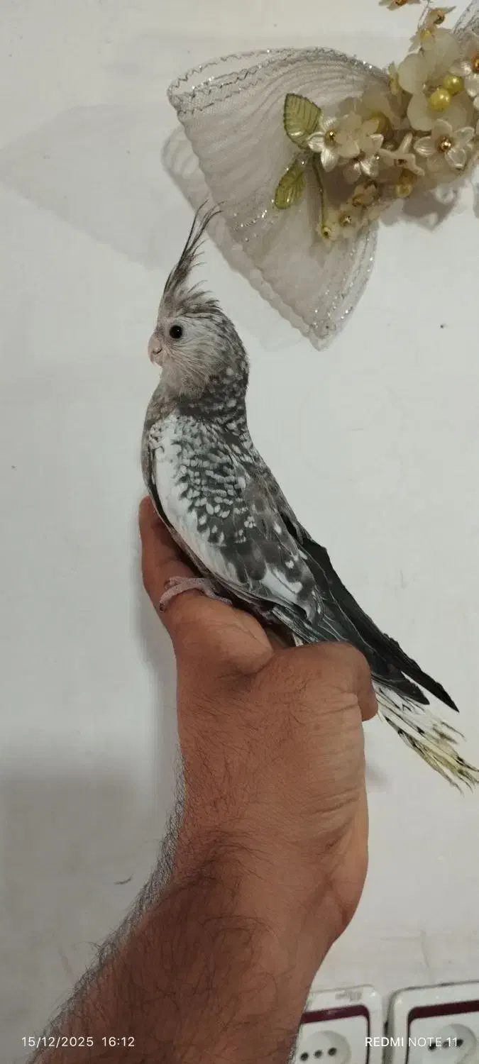 جوجه عروس هلندی دانخور|پرنده|دزفول, |دیوار