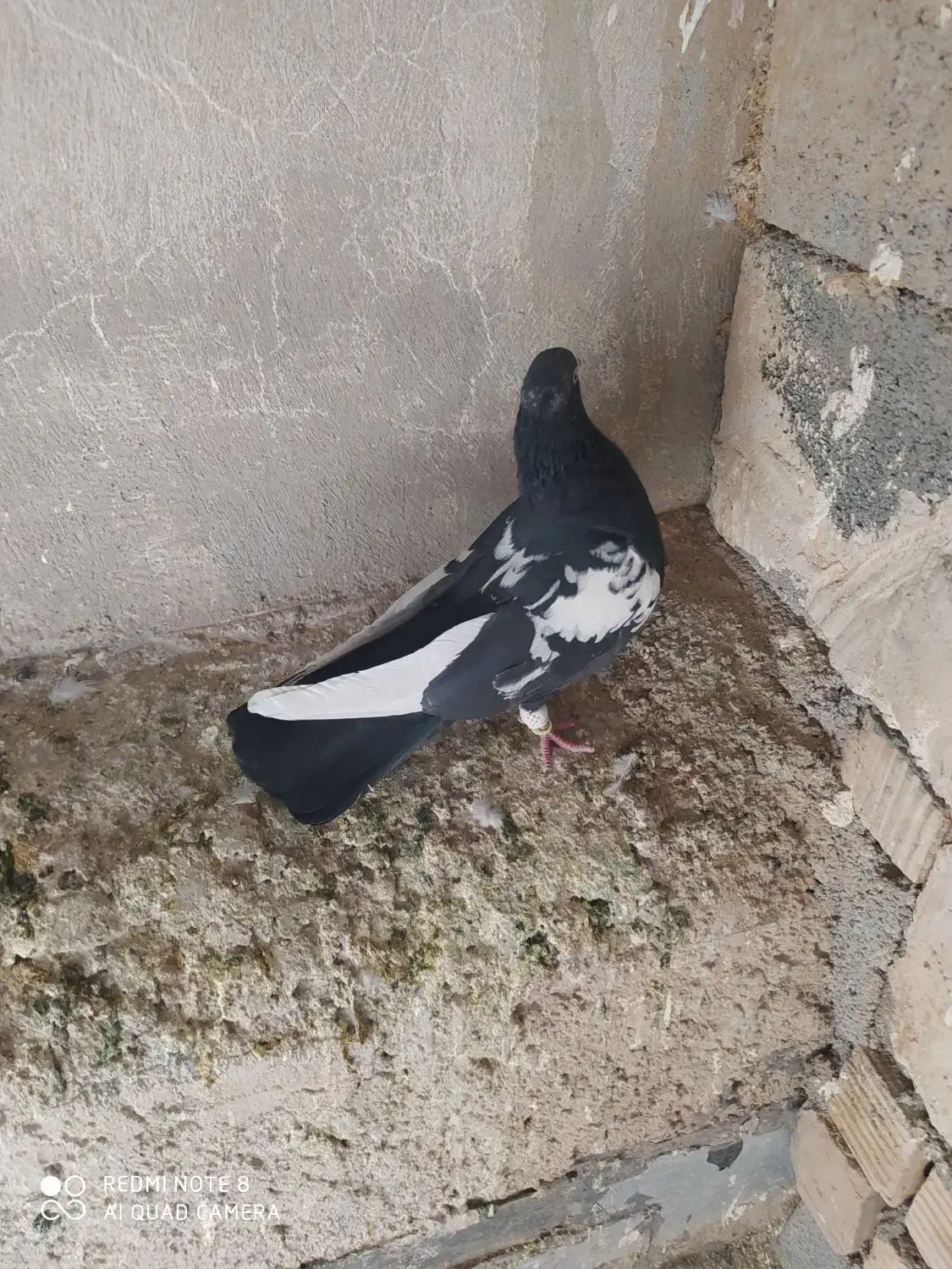 سینه سیاه نر  بزن 380تومن|پرنده|مرودشت, دولت آباد|دیوار