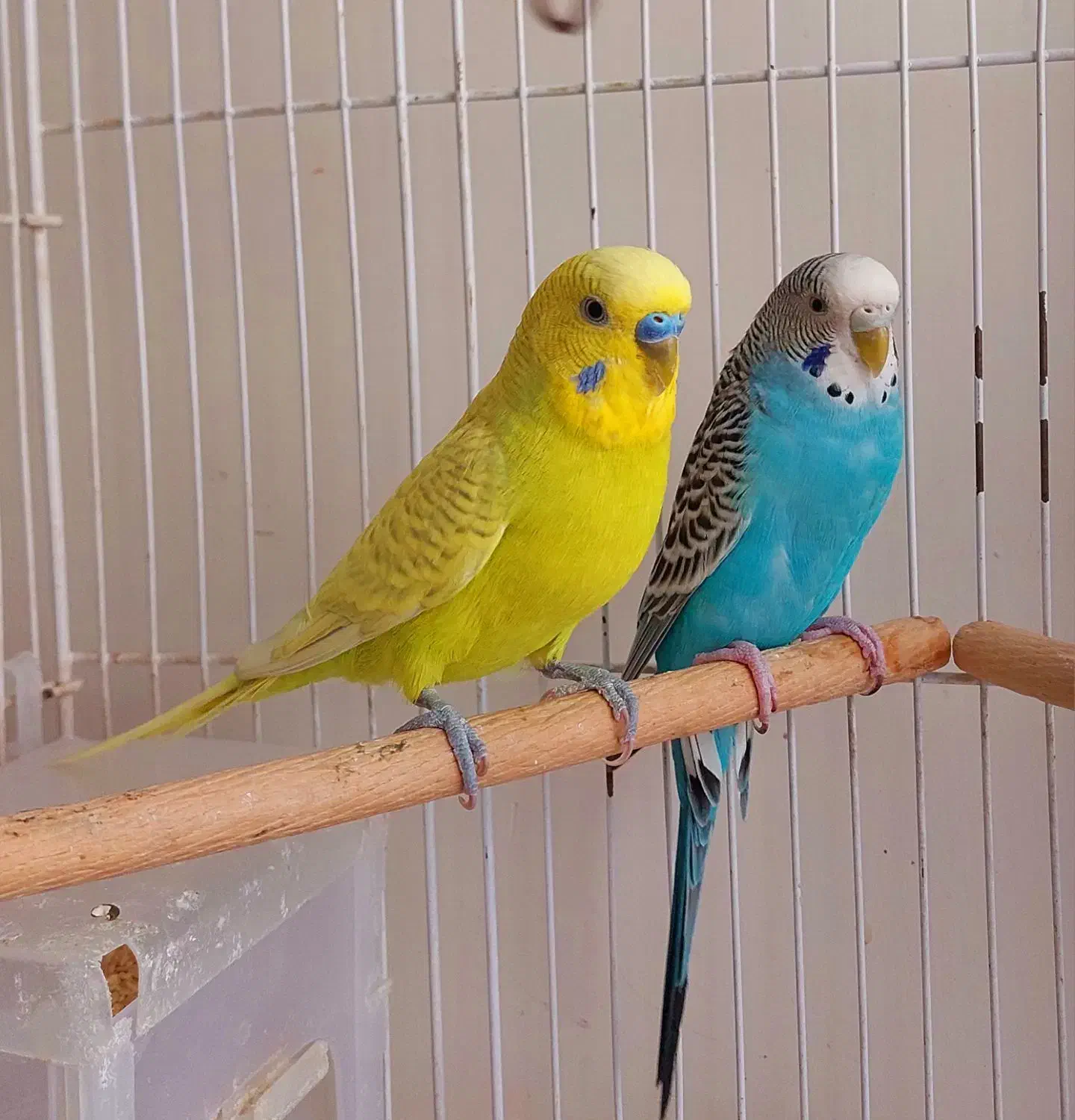 جفت مرغ عشق مولد|پرنده|قزوین, |دیوار