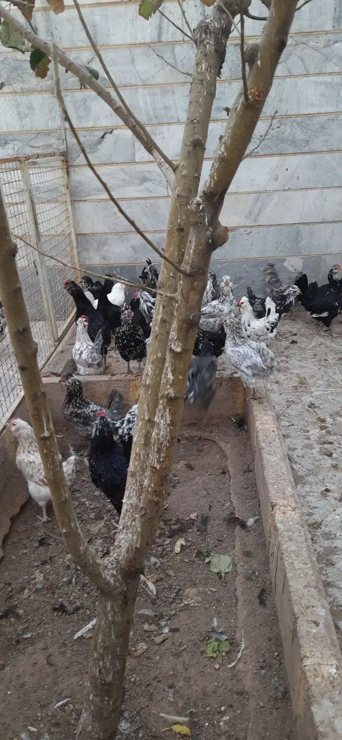 تخم مرغ نطفه دار گلین لری..مرغ و خروس گلین لری|حیوانات مزرعه|بوئین زهرا, |دیوار