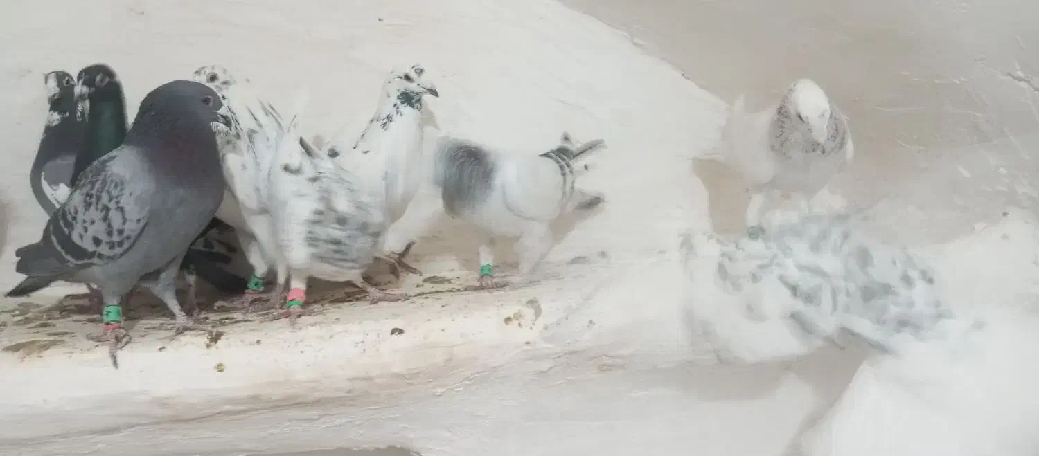 کفتر پرشی آلمانی ودورگ موقعیت کاشمر|پرنده|مشهد, ایثار|دیوار