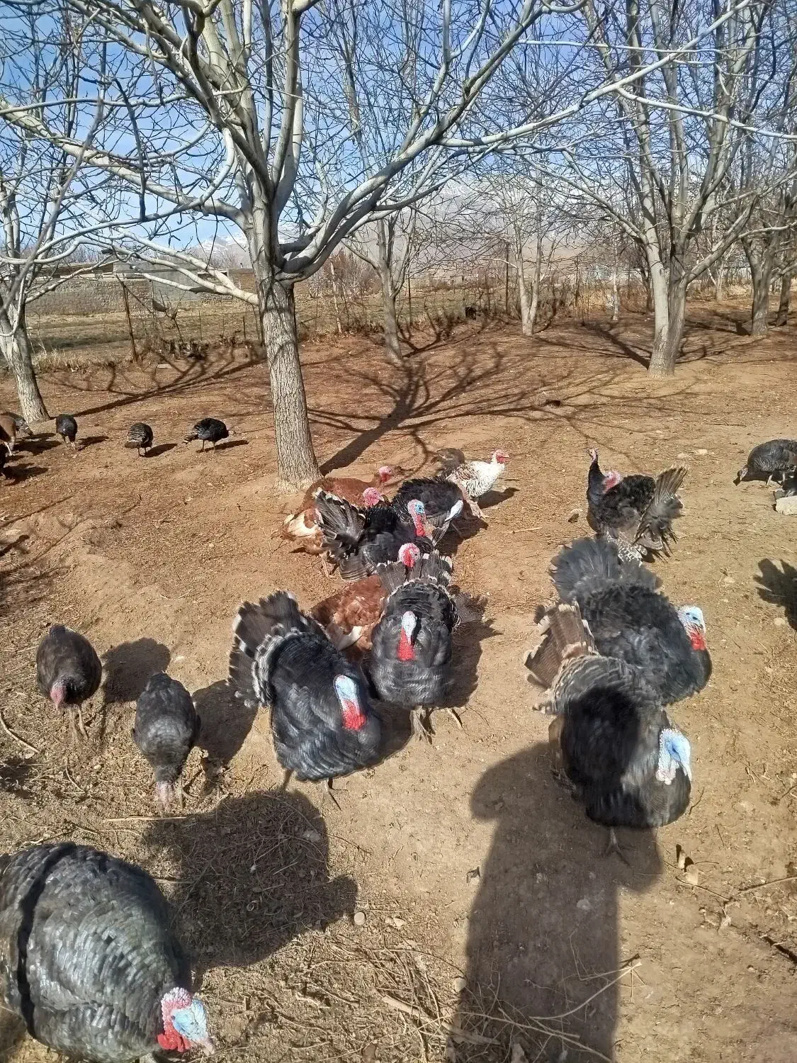 فروش|حیوانات مزرعه|خاوه, |دیوار