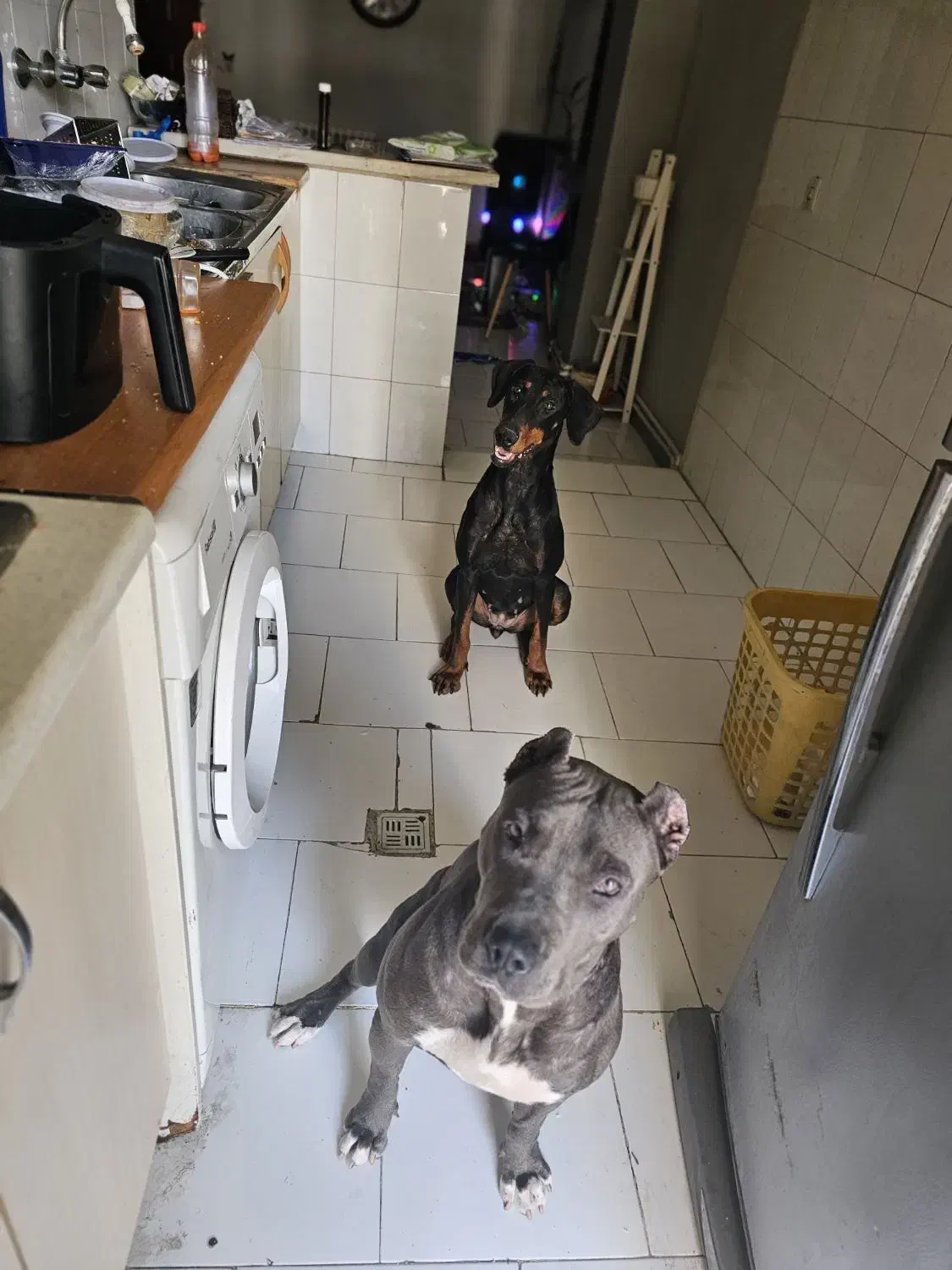 پیتبول ماده|سگ|تهران, وردآورد|دیوار