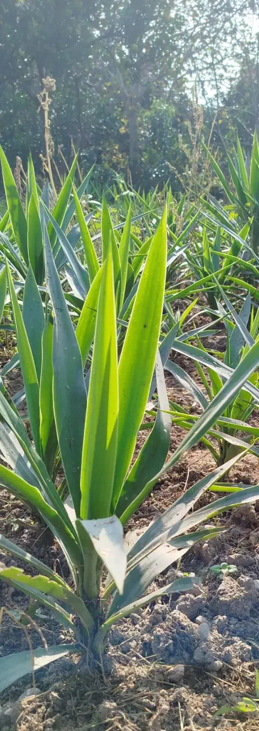 یوکا ریشه دار|گل و گیاه طبیعی|بابل, |دیوار