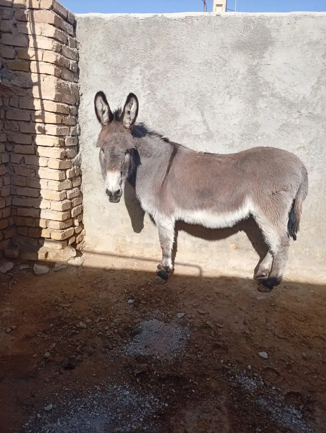 الاغ|حیوانات مزرعه|شیروان (خراسان), |دیوار