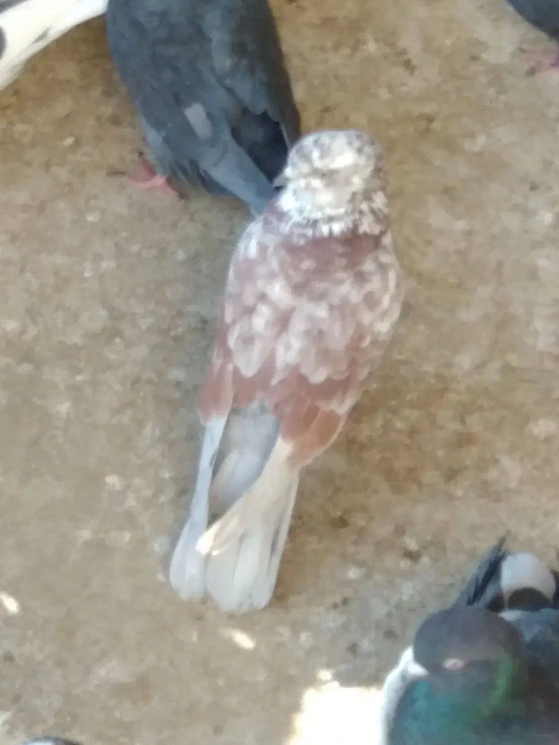 کبوتر|پرنده|قم, شاه سید علی|دیوار