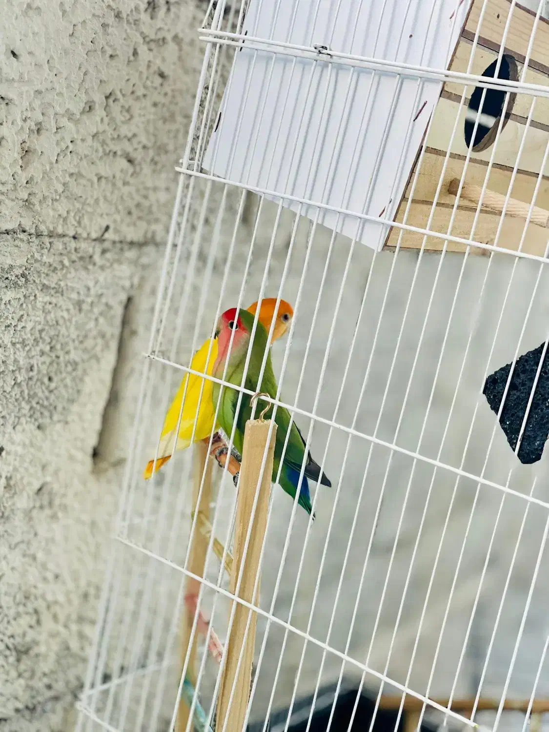 طوطی برزیلی|پرنده|جوانرود, |دیوار