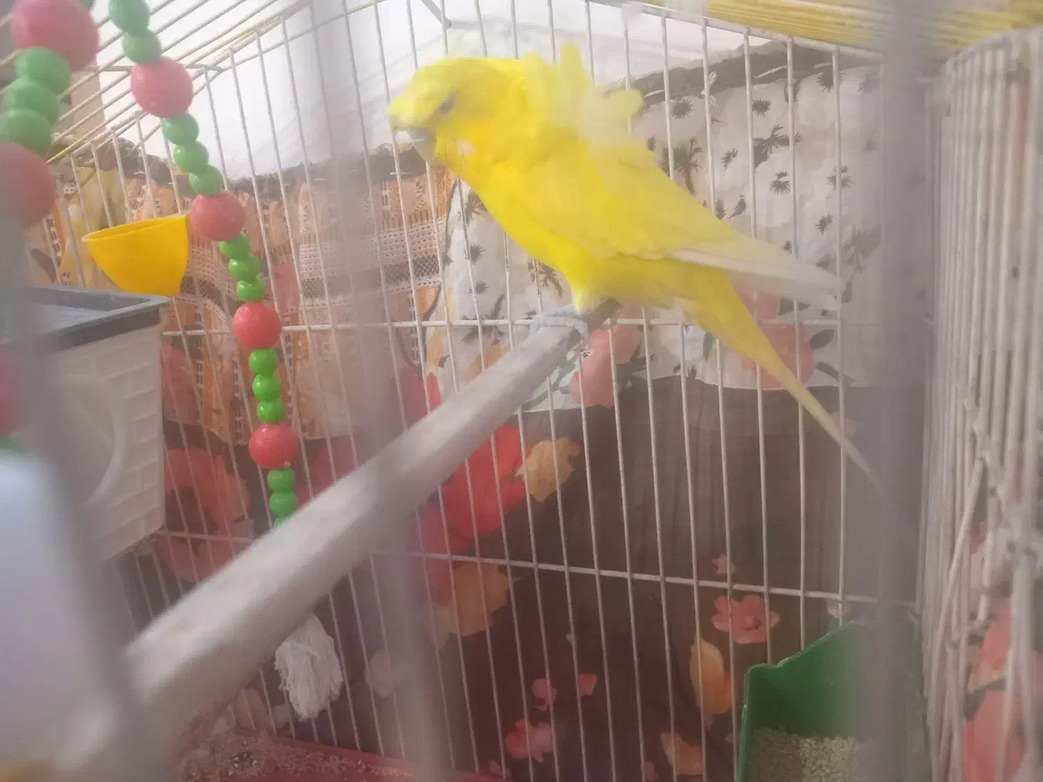 یک عدد مرغ عشق دوگل پروانه ای نر فول|پرنده|دورود, |دیوار