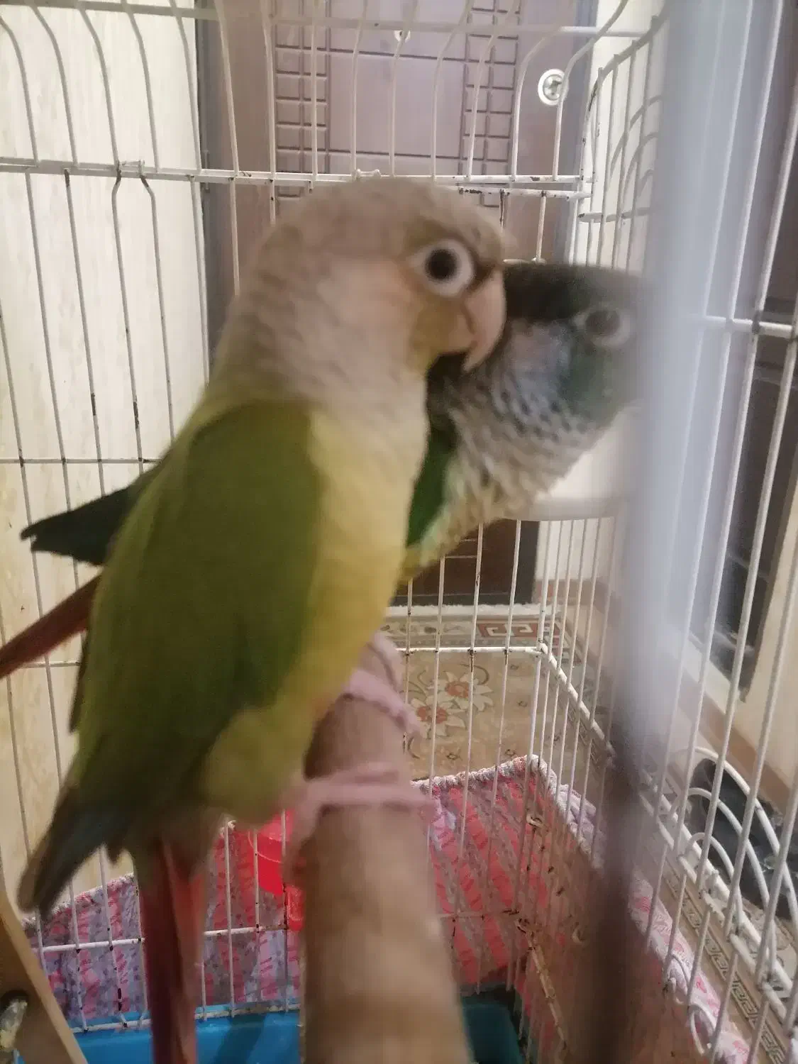 2عددگرینچیک|پرنده|پاکدشت, شهرک امام رضا|دیوار