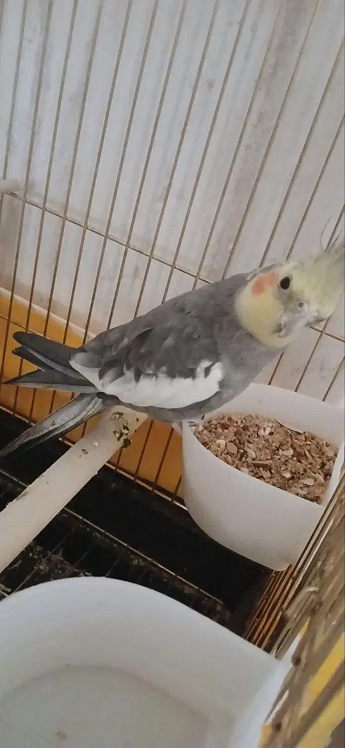 عروس هلندی نر رام|پرنده|سنقر, |دیوار