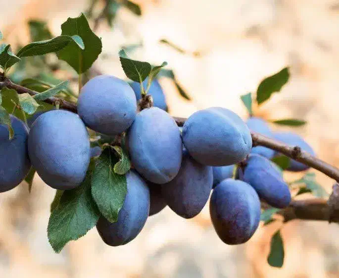 ارائه نهال آلو سیاه خورشتی|خدمات باغبانی و درختکاری|سردشت, |دیوار