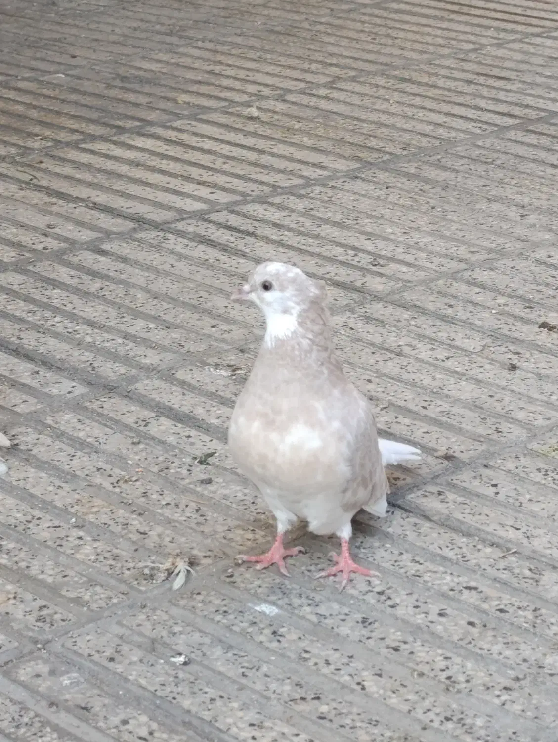 کبوتر فوق پرش|پرنده|گرگان, |دیوار