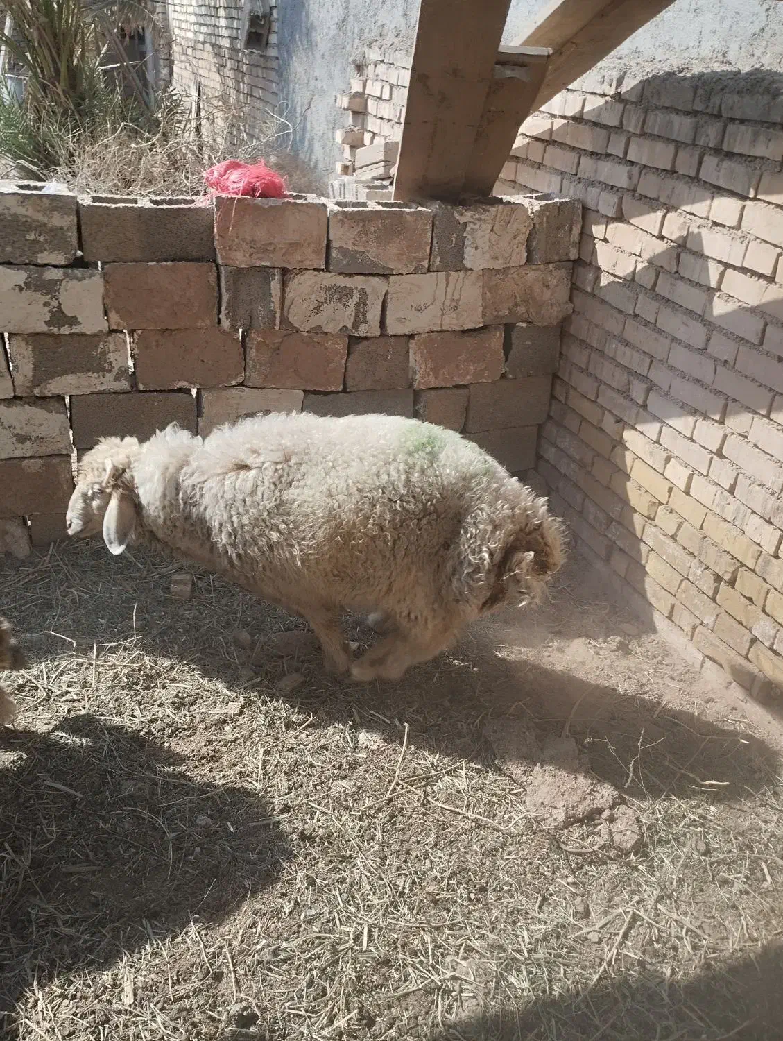 بره نره|حیوانات مزرعه|کارون, |دیوار