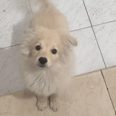 سنگ آپارتمانی اشپیتز|سگ|شیراز, کوی فرهنگیان|دیوار