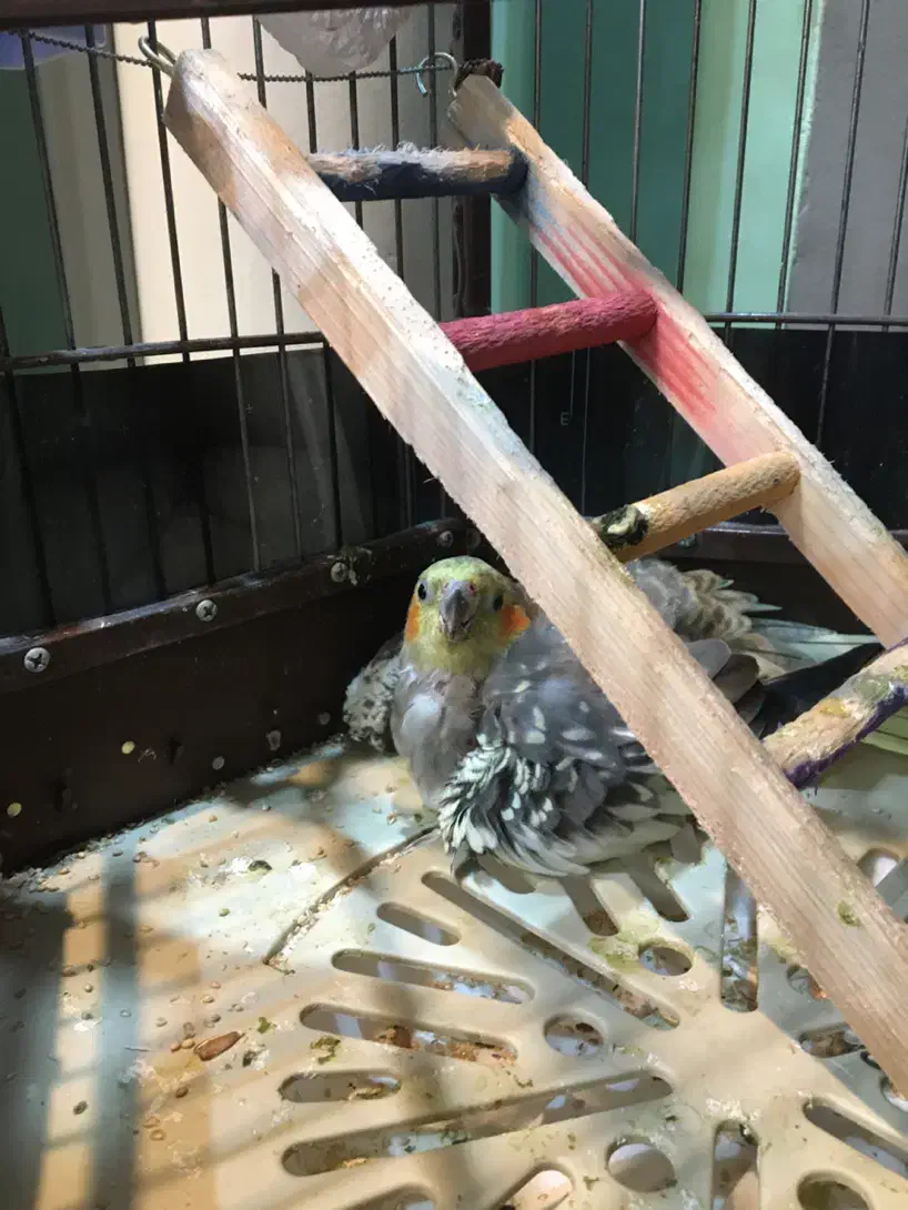 عروس هلندی|پرنده|ری, هاشمآباد|دیوار