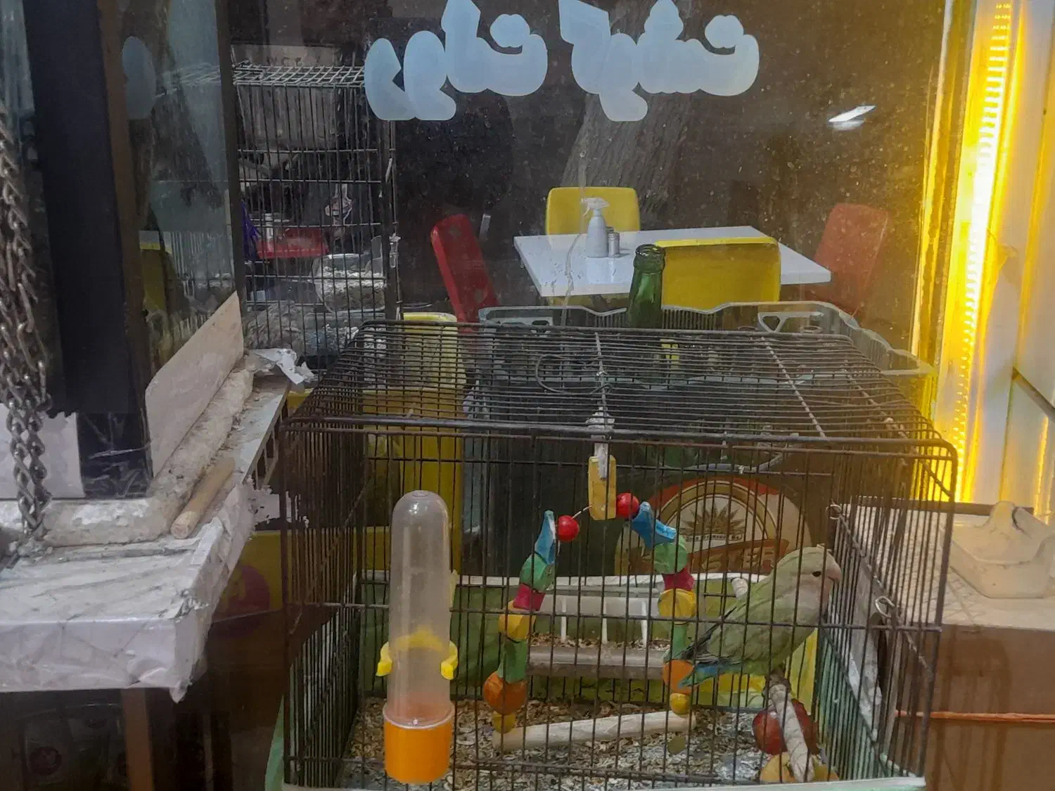 پرنده|پرنده|تهران, فلاح|دیوار