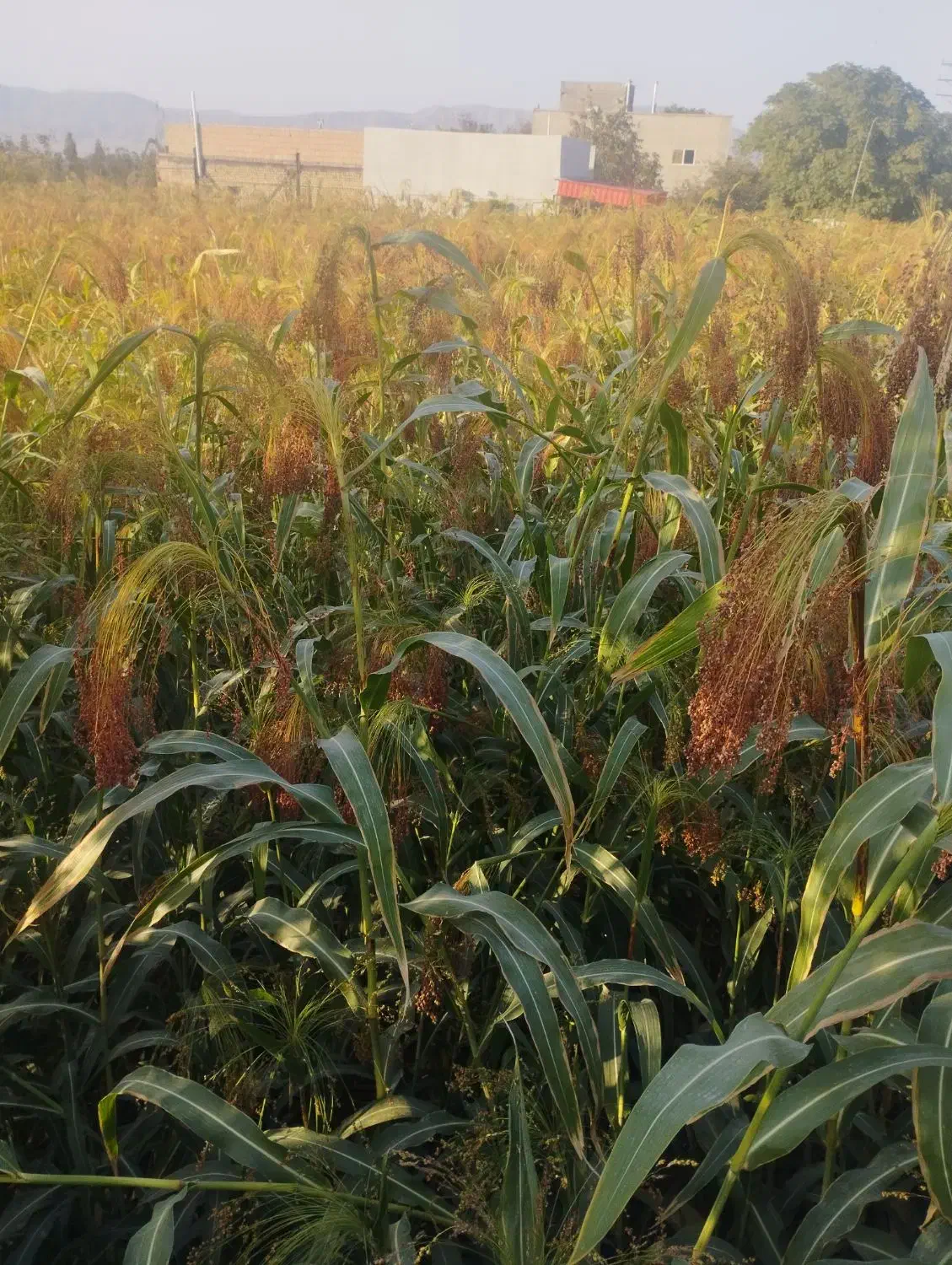 جارو خوشه|خدمات باغبانی و درختکاری|آشخانه, |دیوار