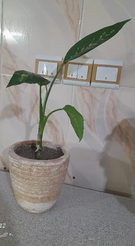 دو عدد گل طبیعی زیبا|گل و گیاه طبیعی|زنجان, |دیوار