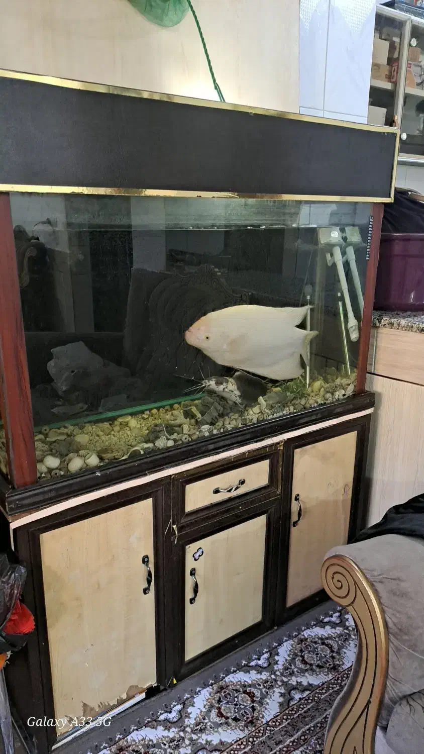 فروش آکواریوم ۱۰ میل با تمام وسایل و تجهیزات|ماهی|شهرکرد, |دیوار