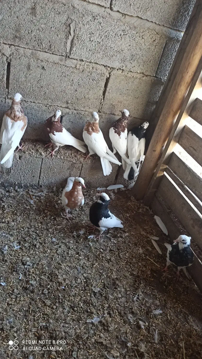 طوقی|پرنده|چهاربرج, |دیوار