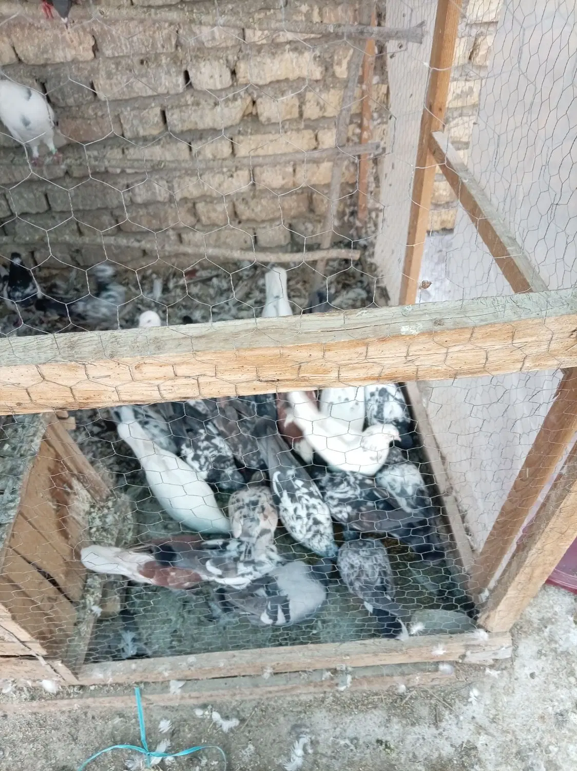 کفتر|پرنده|خمینی‌شهر, |دیوار