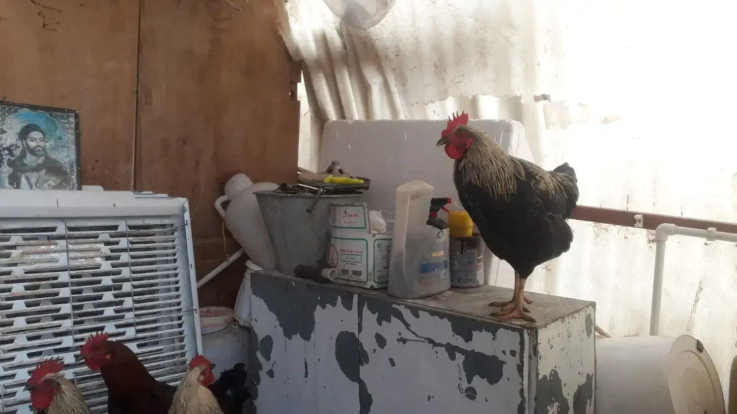 خروس چاق وکاملا ارگانیک|حیوانات مزرعه|قصرشیرین, |دیوار