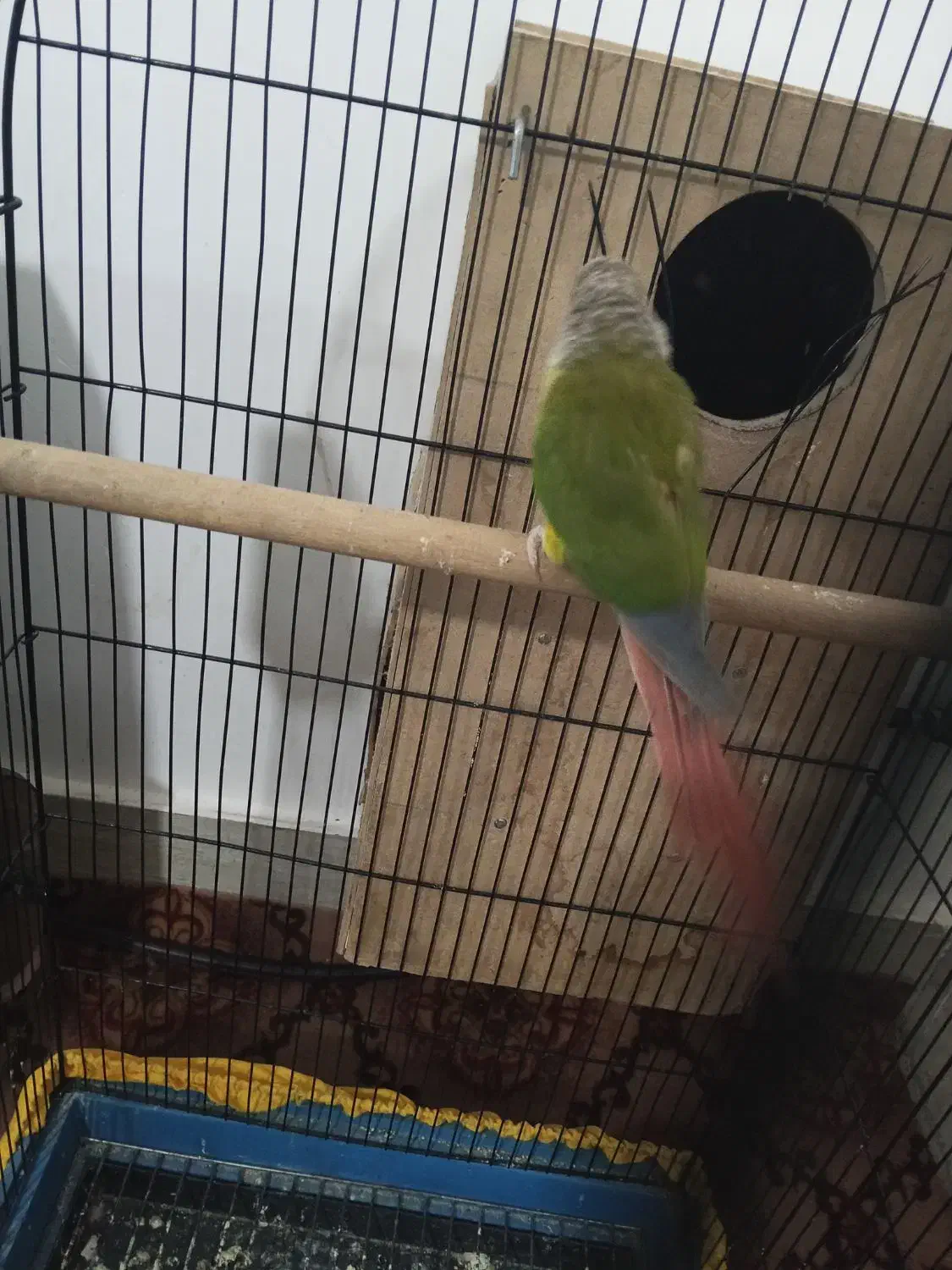 گرنچیک آناناسی|پرنده|تربت جام, اسماعیل آباد|دیوار