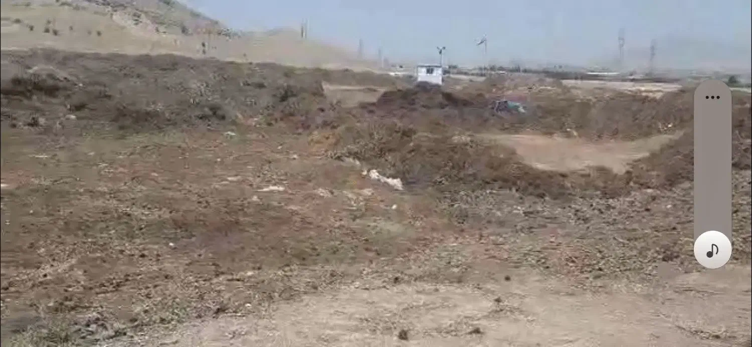 برگهای سوزنی کاج کاملا خشک|خدمات باغبانی و درختکاری|اصفهان, سنجوانمره|دیوار