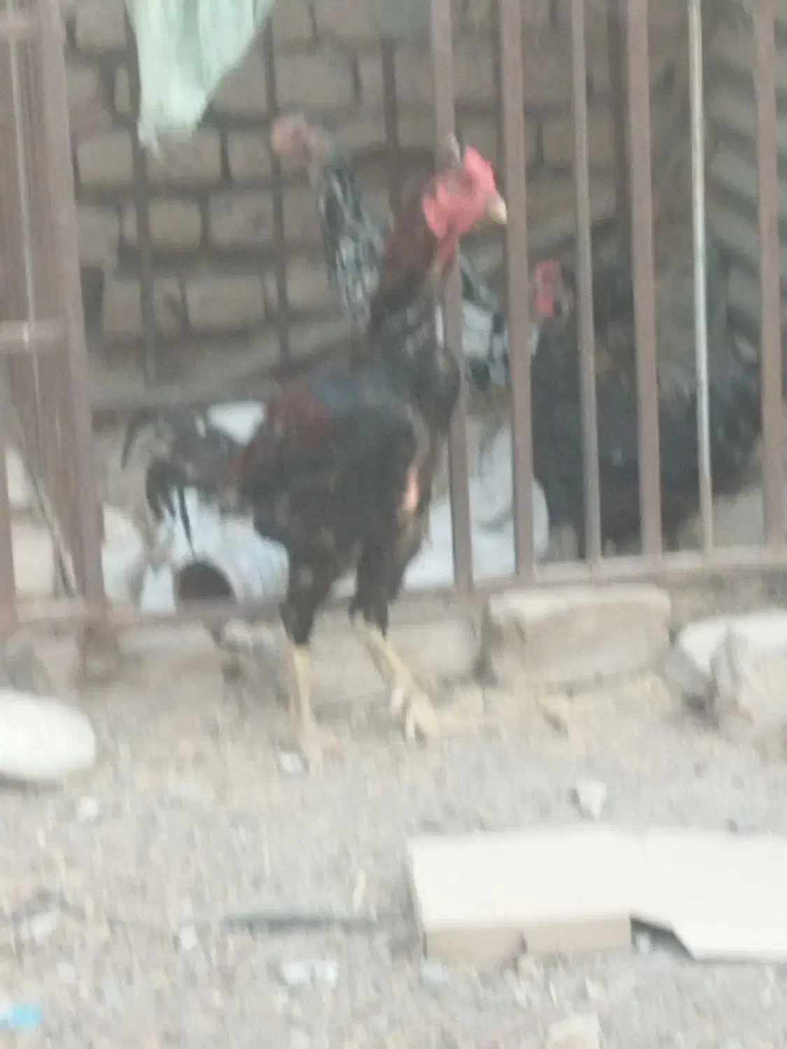خروس چابهاری جوان مرغ گیر  اصل نصب دلر|پرنده|جیرفت, |دیوار