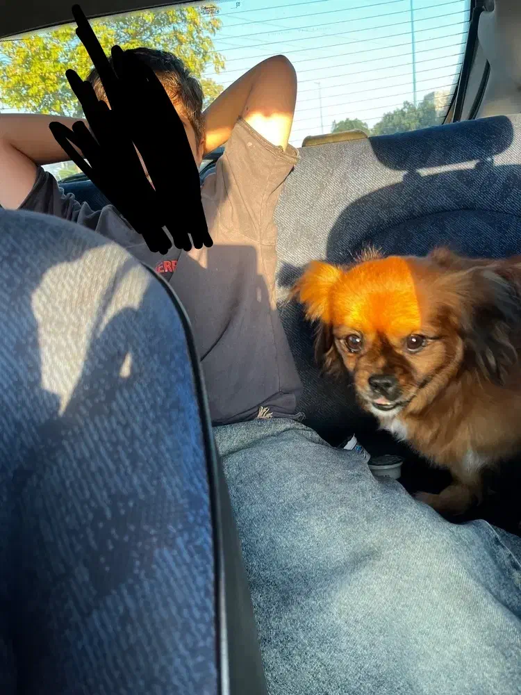 گم شده|حیوانات|اردبیل, |دیوار