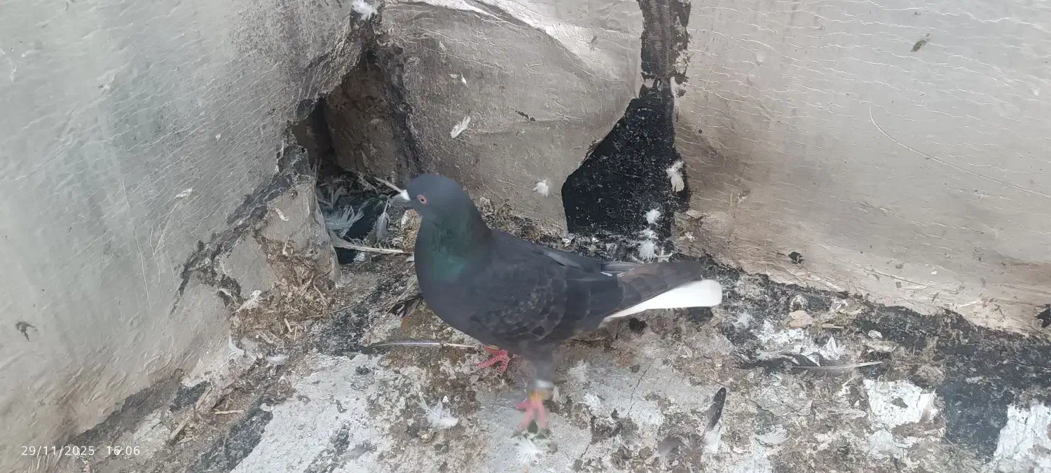 یک زاغ دم‌سفید پاک نر و ساده سیاه|پرنده|گالیکش, |دیوار