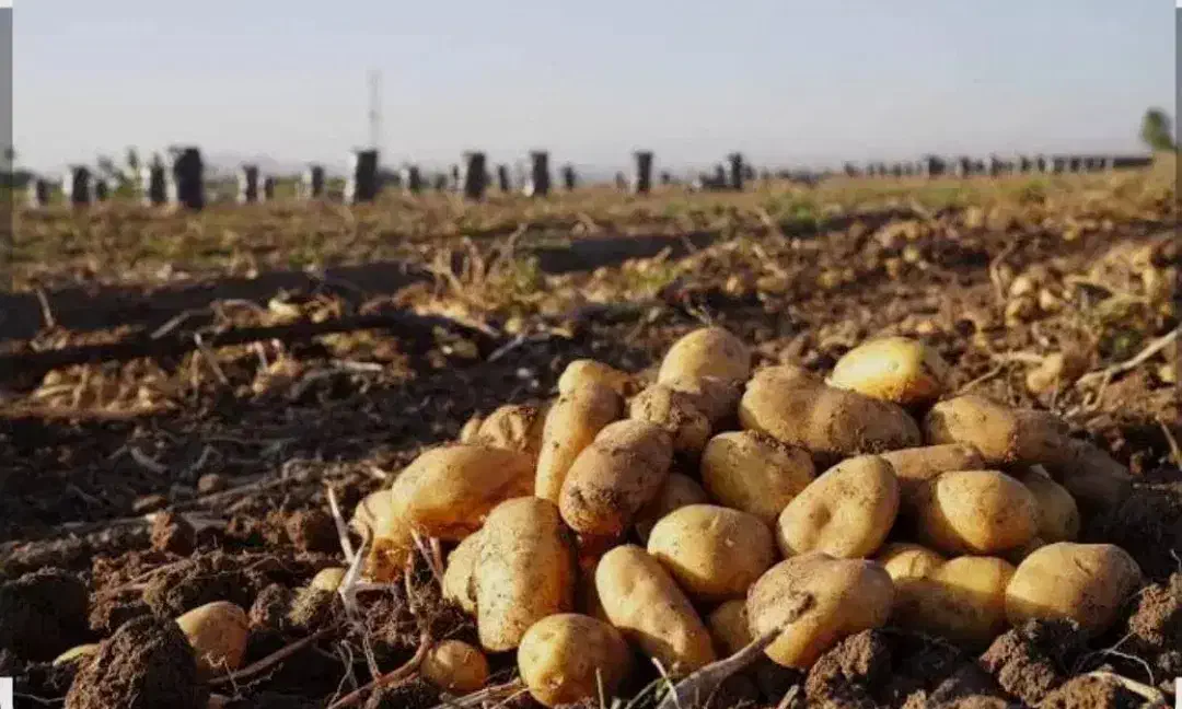 سیب زمینی|خوردنی و آشامیدنی|فیروزآباد (لرستان), |دیوار