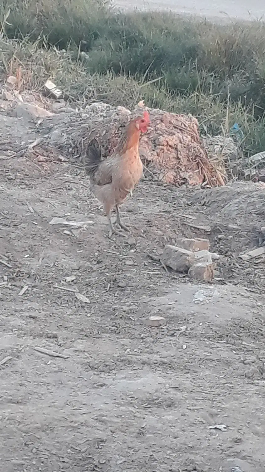 خروس ومرغ عربی اصل|حیوانات مزرعه|اهواز, گلدشت|دیوار