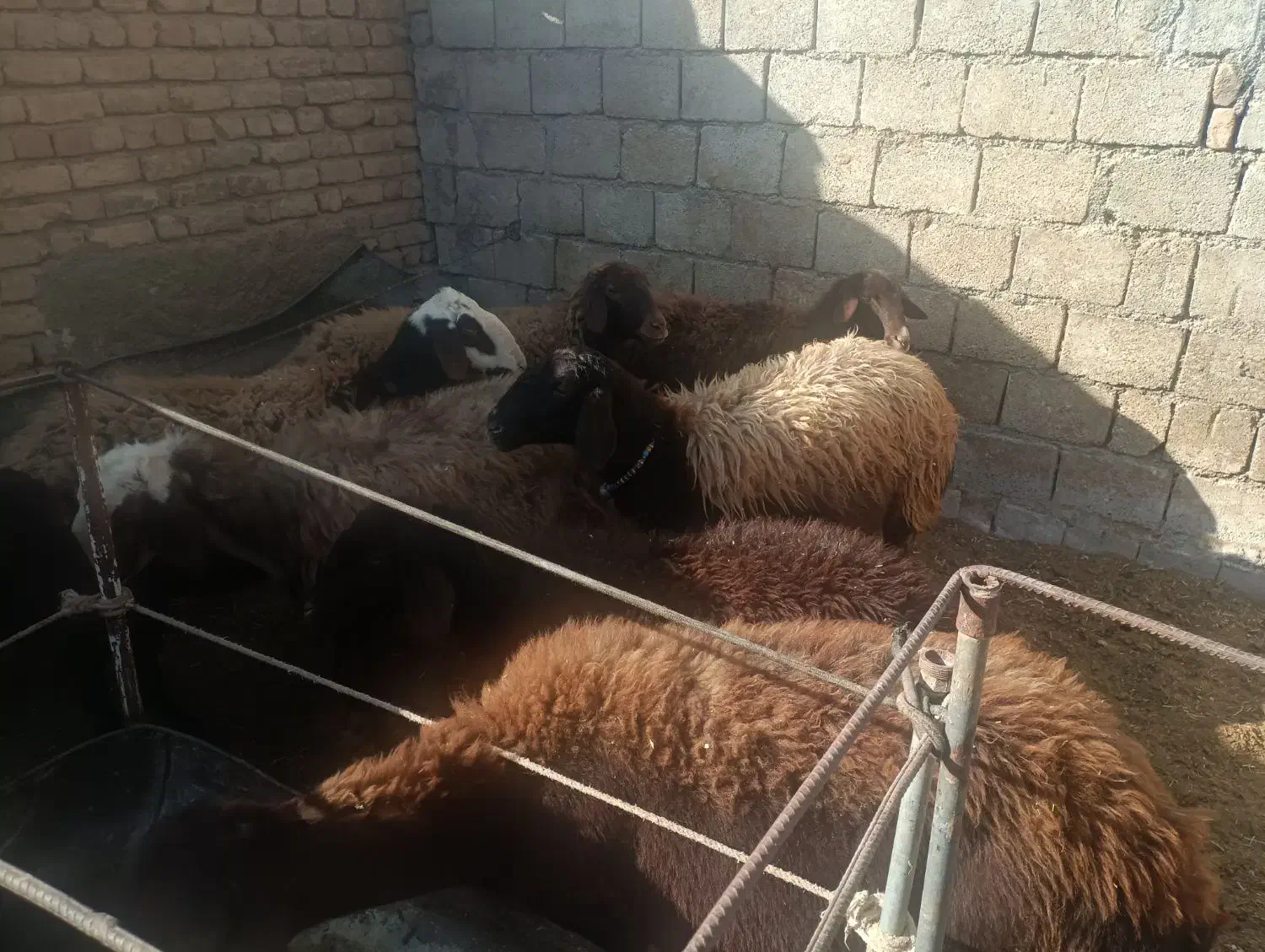 میش قزل آبستن|حیوانات مزرعه|داران, |دیوار