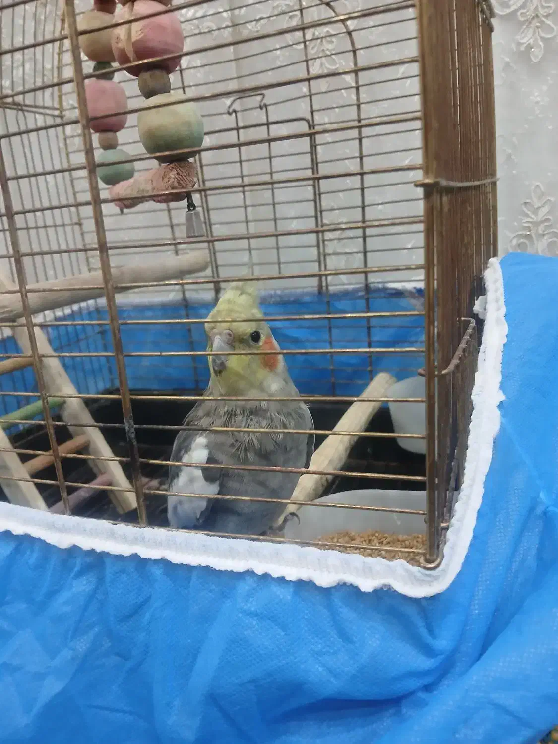 عروس هلندی دستی سخنگو|پرنده|ابهر, |دیوار